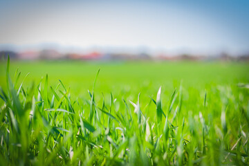 fresh green grass on the rural field close up