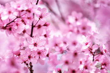 Cherry blossom in spring beautfiul pink blooming flowers