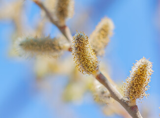 blossoming pussy-willow buds in the garden