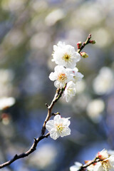 満開の白い梅の花