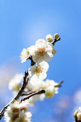 満開の白い梅の花
