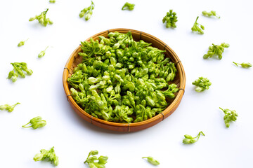 Fresh cowslip creeper on white background