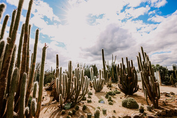 Overcast day at a cactus farm with bright sunlight streaking through the clouds
