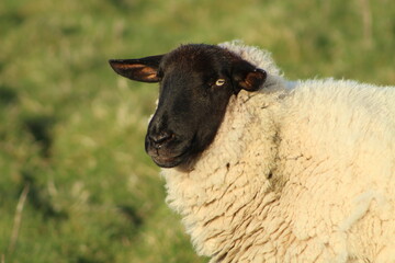 Naklejka premium Sheep; Close-up of Suffolk breed ewe on farmland in rural Ireland