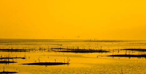 Migratory birds fly over the water in the wetlands at sunset. Poyang Lake, Jiangxi Province, China.