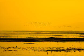 Migratory birds fly over the water in the wetlands at sunset. Poyang Lake, Jiangxi Province, China.