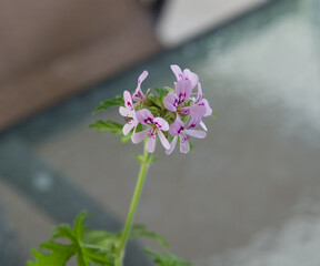 Blooming citronella plant
