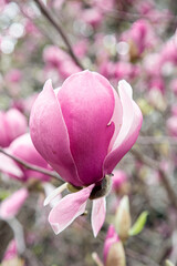 gorgeous magnolia flower bud