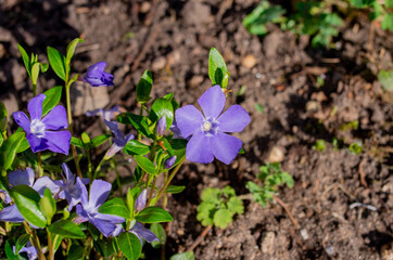 Small-leaved evergreen, Vinca minor, in the spring sun