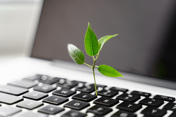 Laptop keyboard with plant growing on it. Green IT computing concept. Carbon efficient technology....