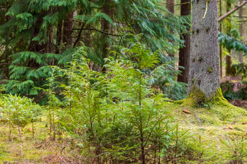 fern in the forest