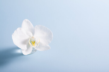 White orchid in miniature vase on blue background with copy space. Blank for 8 March, Mothers day, spring or summer concept