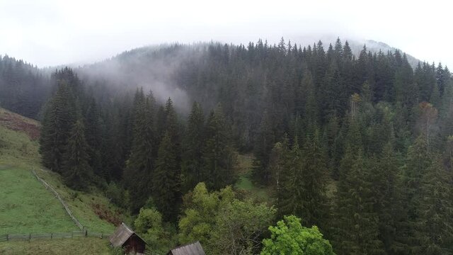 Beautiful firry forest in fog