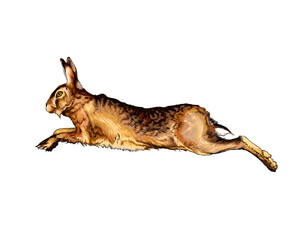 Fototapeta premium Hare, rabbit from a splash of watercolor, colored drawing, realistic. Vector illustration of paints