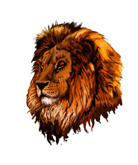 Lion head portrait from a splash of watercolor, colored drawing, realistic. Vector illustration of paints