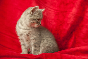 the kitten sits on a red velvet carpet and looks at foreign objects. Beautiful kitty. home pet