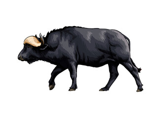 Bison, buffalo from a splash of watercolor, colored drawing, realistic. Vector illustration of paints