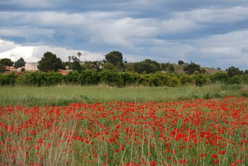 Storm Clouds over Poppy Field
