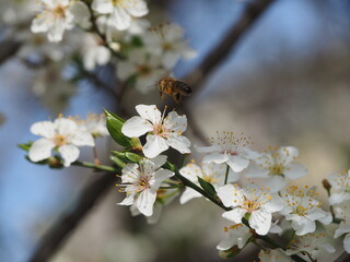 Spring flower on tree with bee