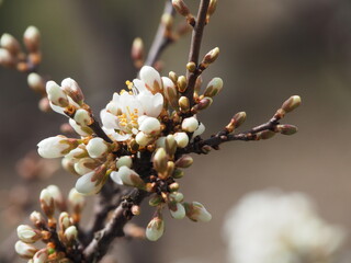 Spring flower on tree with bee