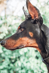 doberman profile