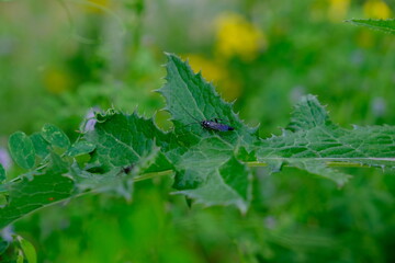 Black Flying Bug Insect