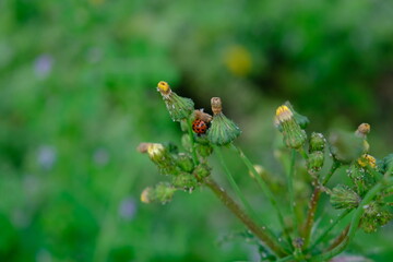 Lady Bug on Plant