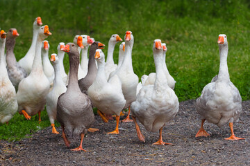 Summer green rural farm landscape. Geeses walk in path, domestic bird, flock of geese. Flock of domestic geese