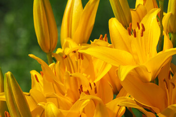 Fototapeta premium Yellow lily flowers. Hemerocallis or lemon lily, yellow daylily, hemerocallis flava. Lilium parryi