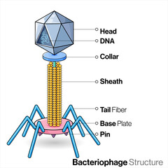 illustration of Bacteriophage.