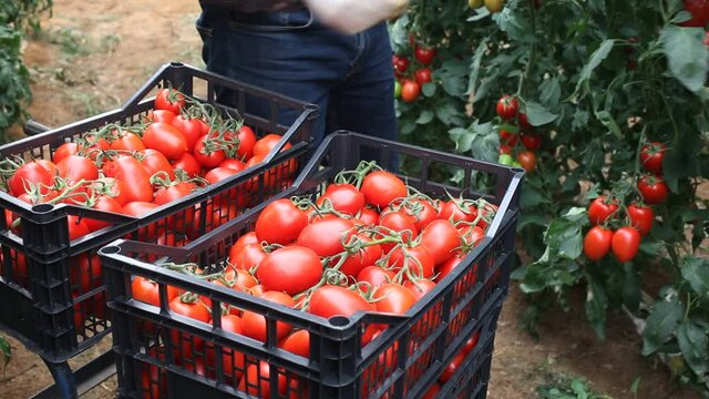 Closeup of ripe red tomatoes harvested by hands of male farmer in greenhouse