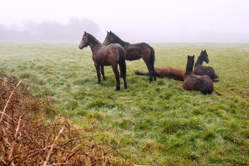 Horses on a green grass in a field, Fog in the background. Surreal atmosphere. Nature background.