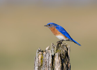 Male Eastern Bluebird Sitting on Post in Early Spring 