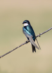 Tree Swallow Perched on Tree Branch in Early Spring