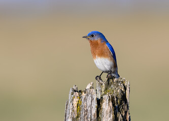 Male Eastern Bluebird Sitting on Post in Early Spring 