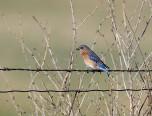 Naklejka premium Female Eastern Bluebird Sitting on Wire in Early Spring 