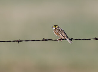 Savannah Sparrow Perched on Wire in Spring	