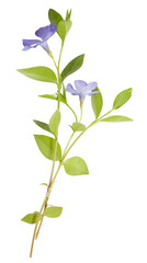 Composition from blue periwinkles on white background. Periwinkle flowers isolated on white background