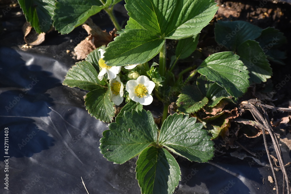 Poster Strawberry Plant with Blooms