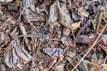 Little lizard in fallen leaves