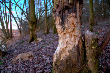 tree bitten by beavers in the forest by the water