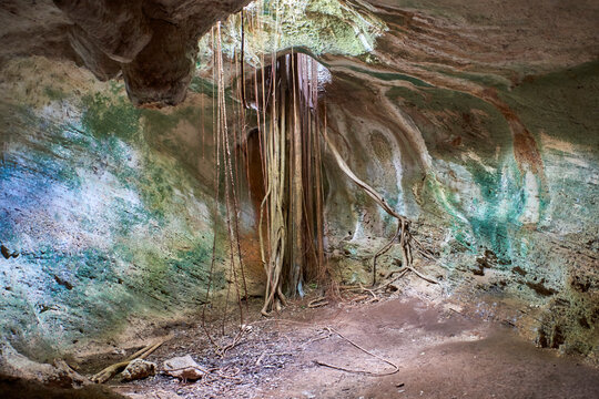 Cuba. Varadero. Cave Ambrosio. A bunch of roots in the ceiling of the malachite hall