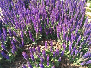  Lavender field in region. Purple flowers on a sunny day