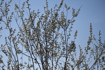 Blooming wild shrub under a blue sky