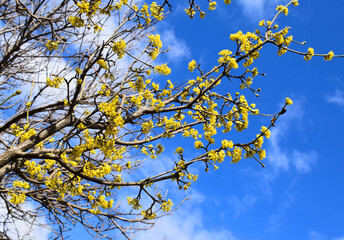 Flowering сornus mas, the Cornelian cherry, European cornel or Cornelian cherry dogwood.