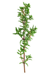 Thyme isolated on white background, full depth of field, clipping path