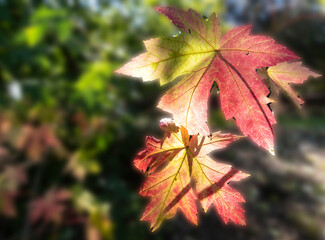 Leaves of the undergrowth caressed by the sun.