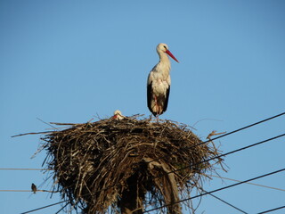 stork sits in its nest on a power pole of village in greece