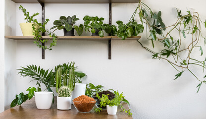 Indoor DIY home garden with green plants, flowers, cacti and succulents in white flowerpots on wooden table and shelf. Soil and drainage for transplanting. Planting and gardening concept.