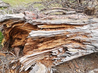 Close up of a timber tree trunk